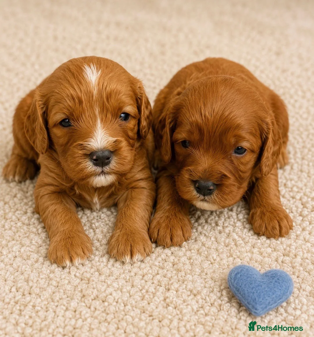 Cavapoo dogs for sale: Beautiful F1b Cavapoo’s 🧬 Health Tested Parents - Advert 2