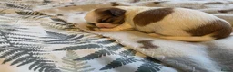 Shihpoo dogs for sale: Shitzu cross shihpoo 2puppies for sale  - Advert 10