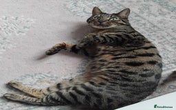 Bengal cats for sale: Beautiful Bengal Female  - Image 4