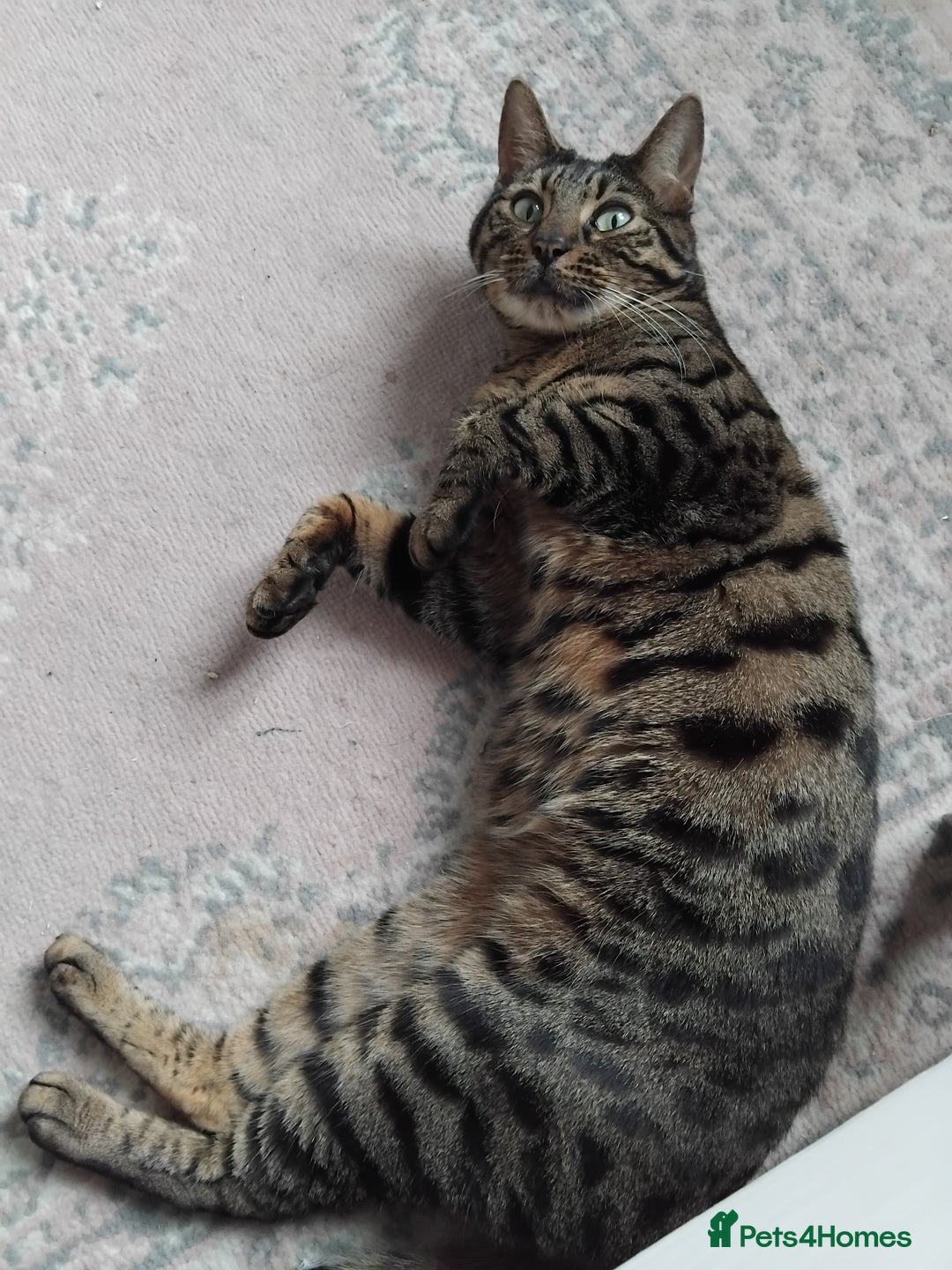 Bengal cats for sale: Beautiful Bengal Female  - Image 4