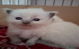 Ragdoll cats for sale: Beautiful gccf registered kittens - Image 15