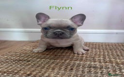 French Bulldog dogs for sale: Blue Fawn French Bulldog pups for sale - Image 4