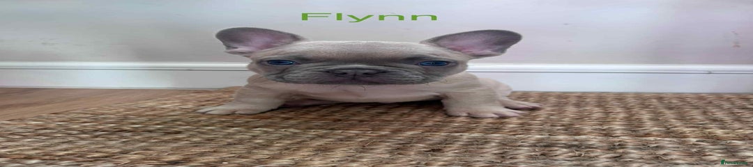 French Bulldog Puppy 1