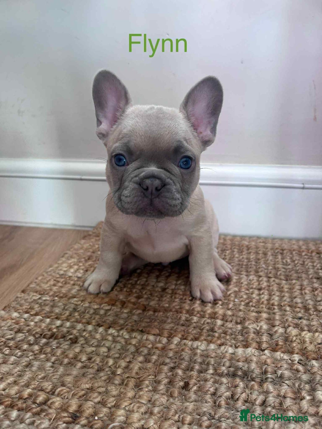 French Bulldog dogs for sale: Blue Fawn French Bulldog pups for sale - Image 4