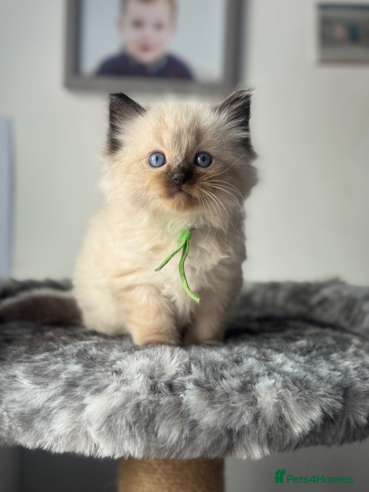 Ragdoll cats READY NOW RAGDOLL KITTENS  - Advert 14