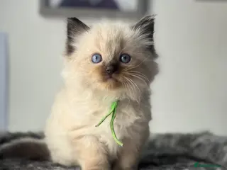 Ragdoll cats READY NOW RAGDOLL KITTENS - Advert 14