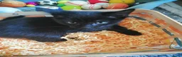 Mixed Breed cats for sale: wonderful kittens😻 - Advert 13