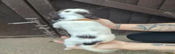 English Springer Spaniel dogs for sale: Beautiful litter of English Springer spaniels - Advert 21