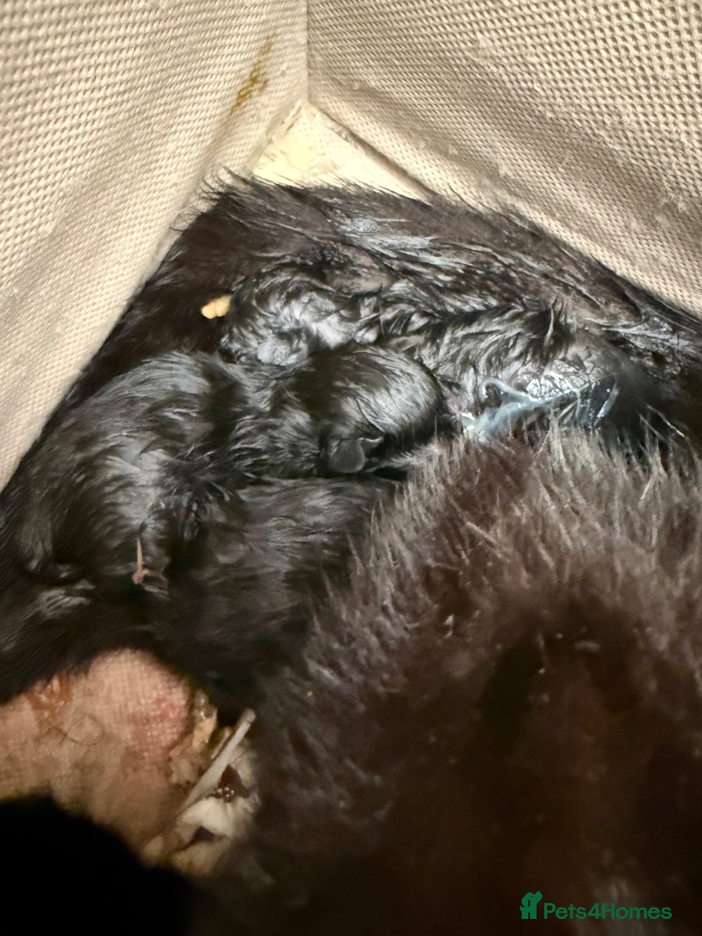 Domestic Shorthair cats Black kittens  - Advert 5