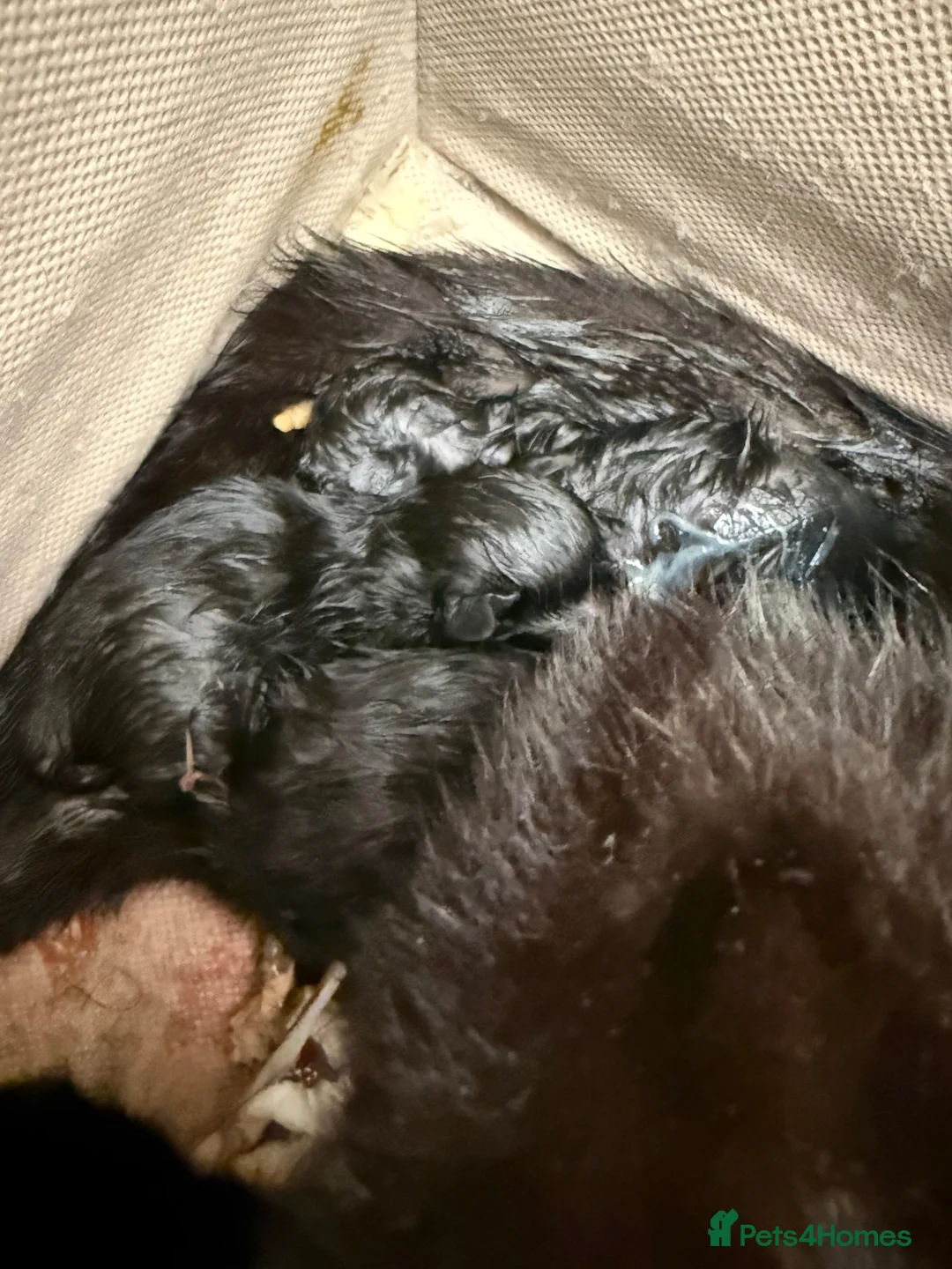 Domestic Shorthair cats for sale: Black kittens  - Advert 1