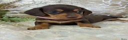 Miniature Dachshund dogs for sale: KC Miniature Smooth Coat Puppies - Advert 11