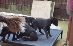 Mixed Breed dogs for sale: Whippet X Collie Whippet Saluki Puppies  in Market Rasen - Image 15