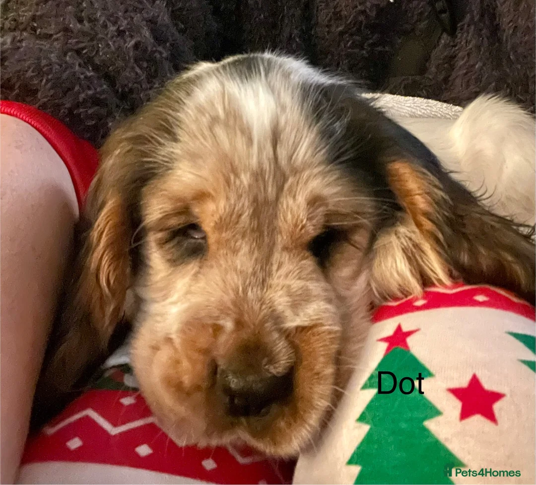 Cocker Spaniel dogs for sale: Gorgeous pair of pups remaining  - Advert 9