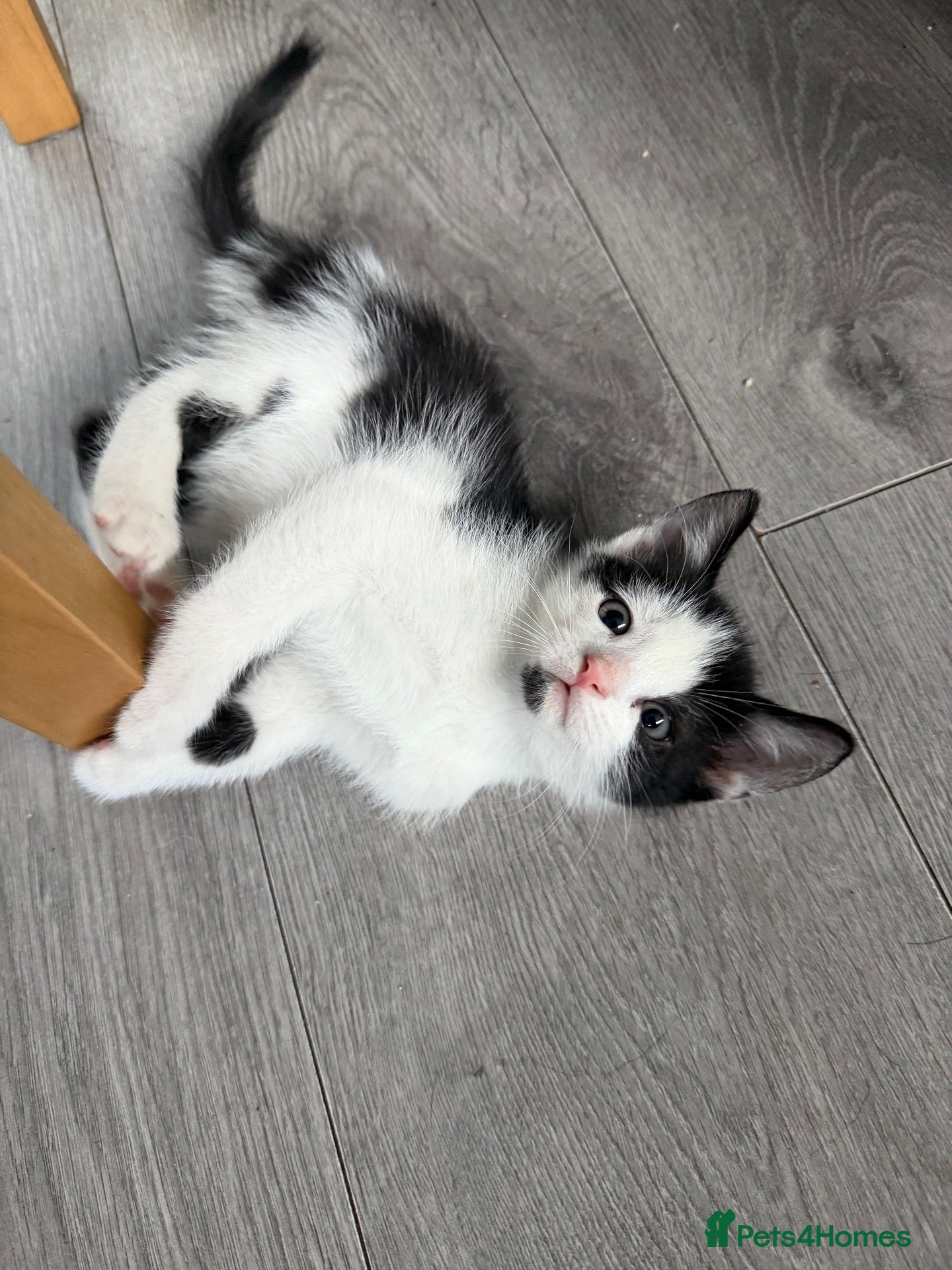 Mixed Breed cats Three brothers  - Advert 5
