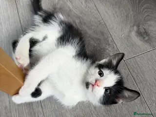 Mixed Breed cats Three brothers - Advert 5