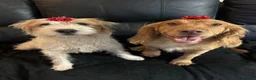 Cocker Spaniel dogs for stud: KCRegisteredHealthTestedStud- Salixjager of Silva  in Wallingford - Advert 6