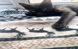 Mixed Breed cats for sale: 5 beautiful kittens ready for a new loving home  - Image 17