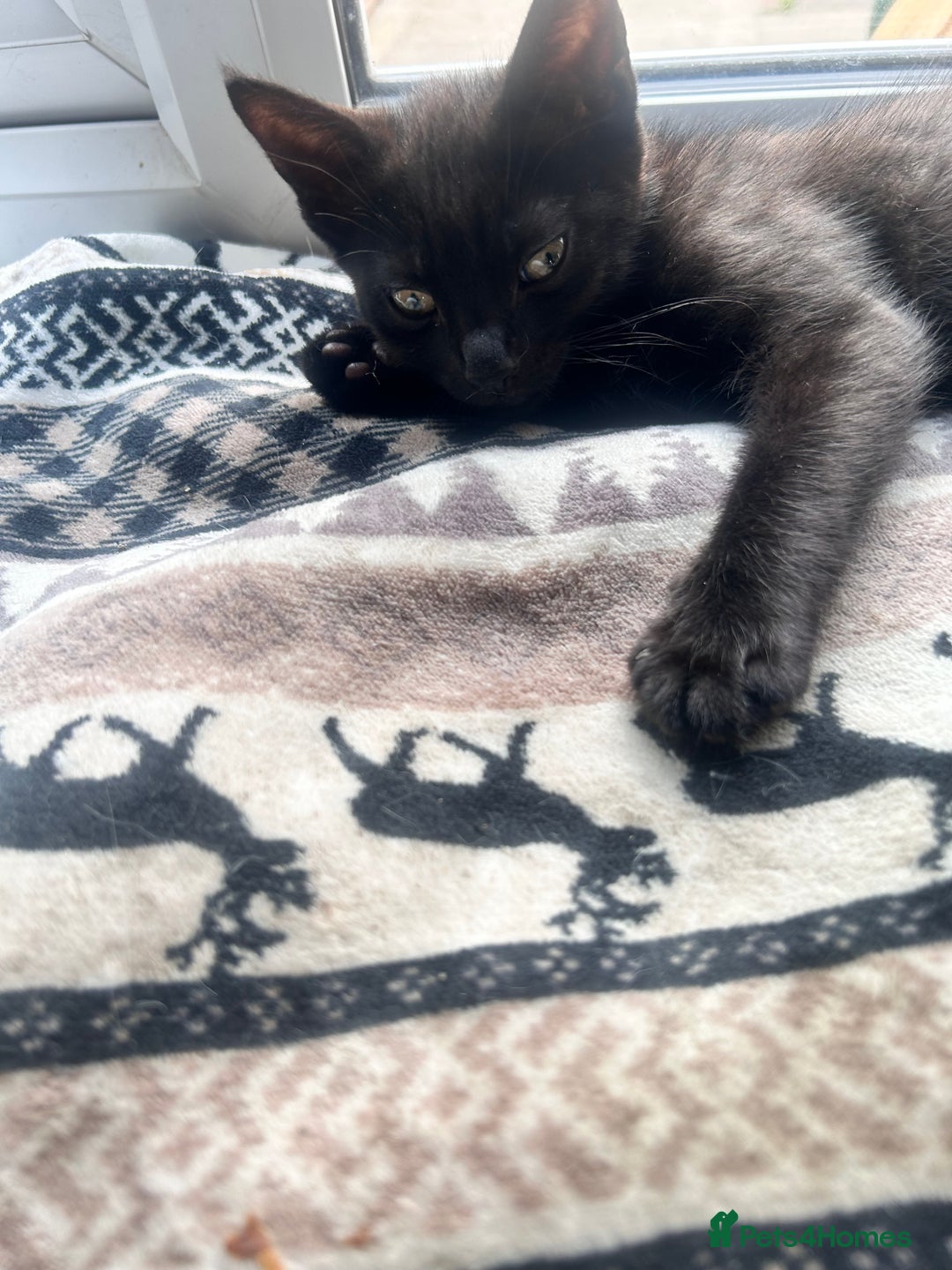 Mixed Breed cats for sale: 5 beautiful kittens ready for a new loving home  - Image 17