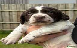 English Springer Spaniel dogs for sale: Springer spaniel puppies for sale  - Image 8