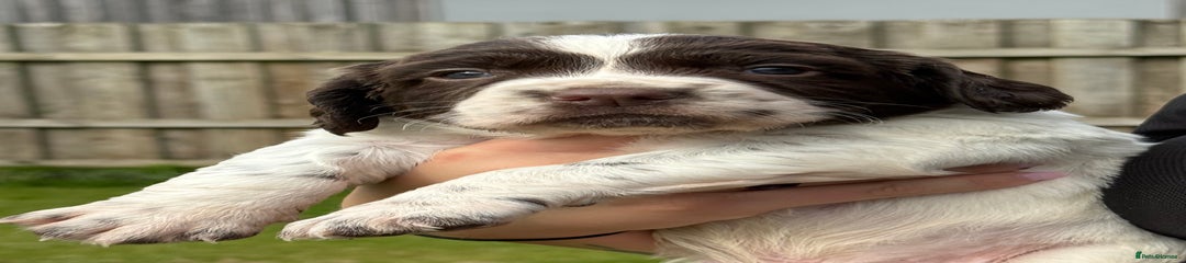 English Springer Spaniel Puppy 1