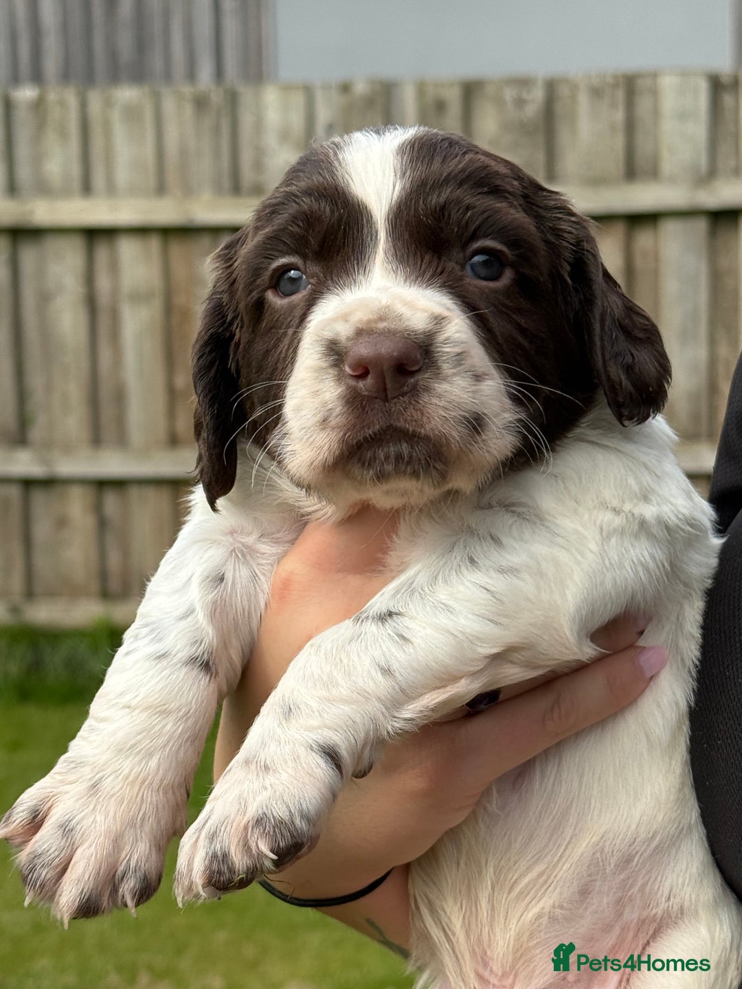 English Springer Spaniel dogs for sale: Springer spaniel puppies for sale  - Image 8