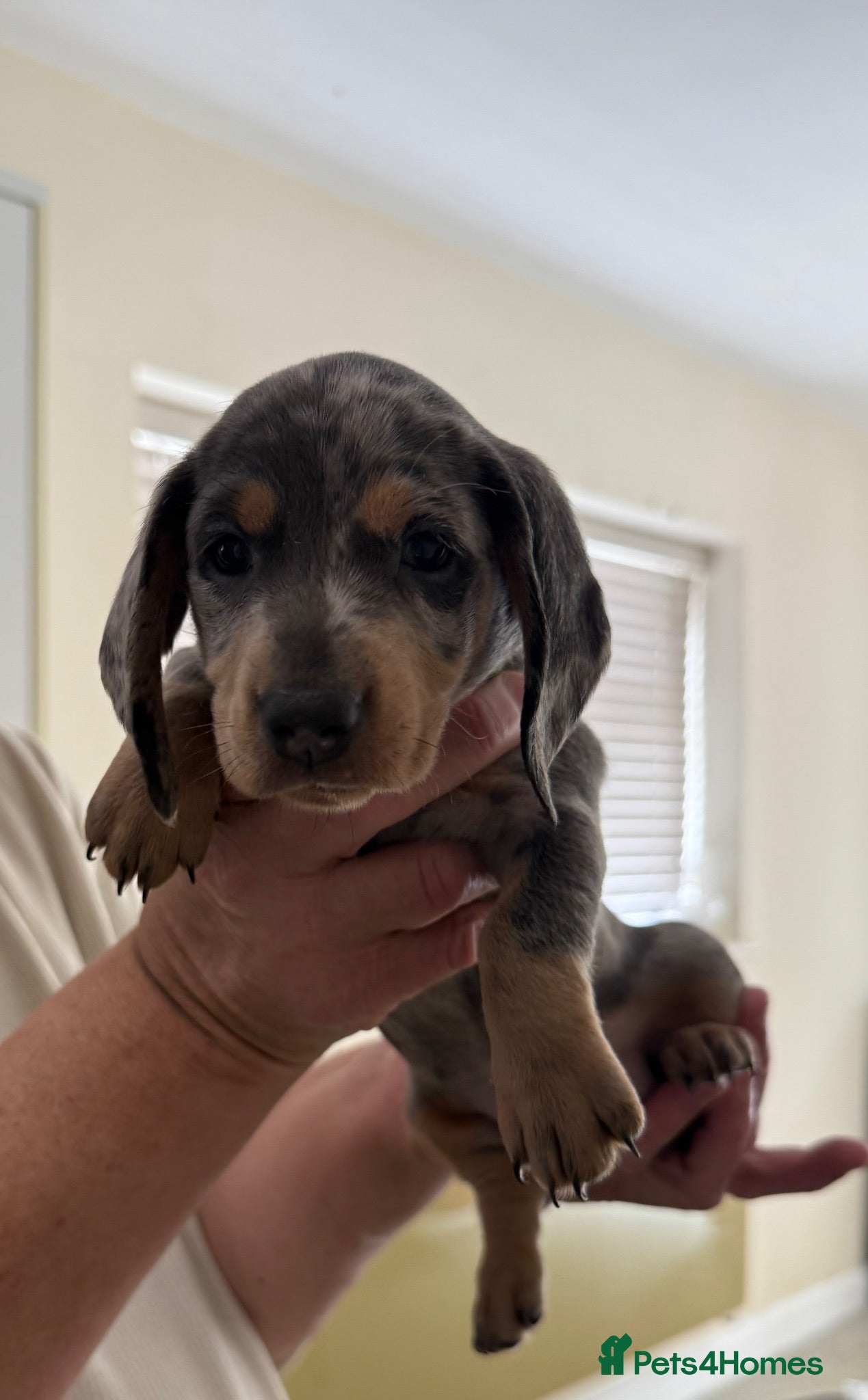 Dachshund dogs 9 Dachshunds available  - Advert 2