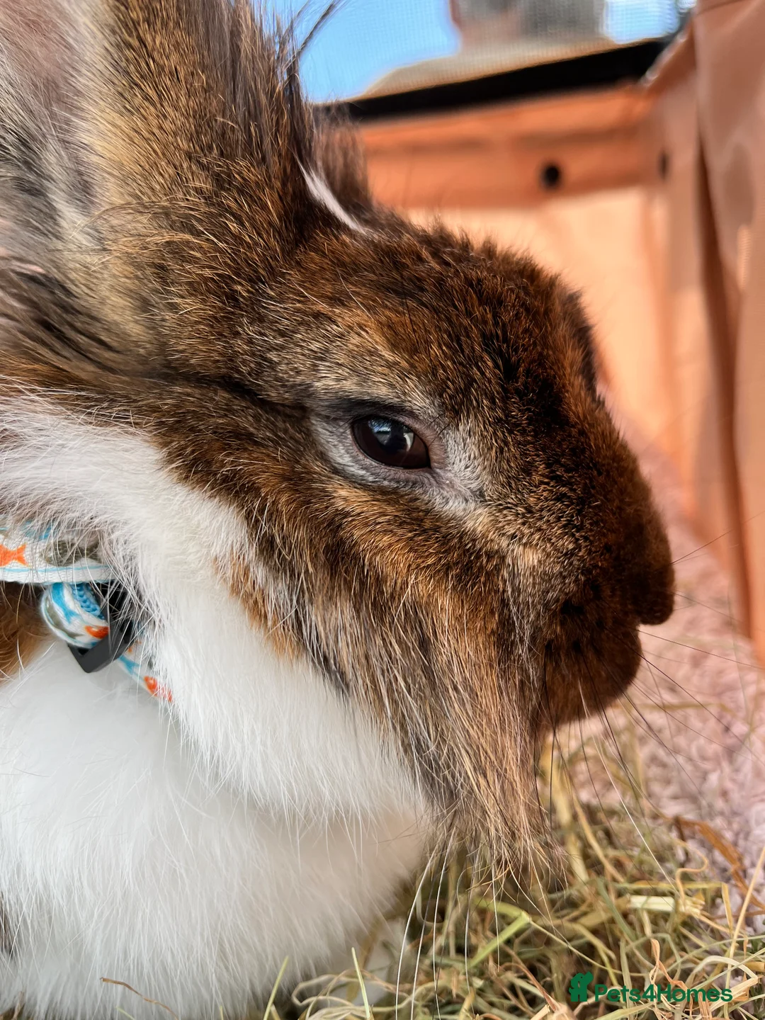 Mixed Breed rabbits for sale: Indoor Rabbit – Lovely Starter Companion - Advert 3