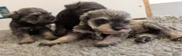 Miniature Schnauzer dogs for sale: KC Health tested Miniature Schnauzer Puppies - Advert 10