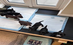 Sprocker dogs for sale: Sprocker spaniels F1 Ready 2nd October - Image 10