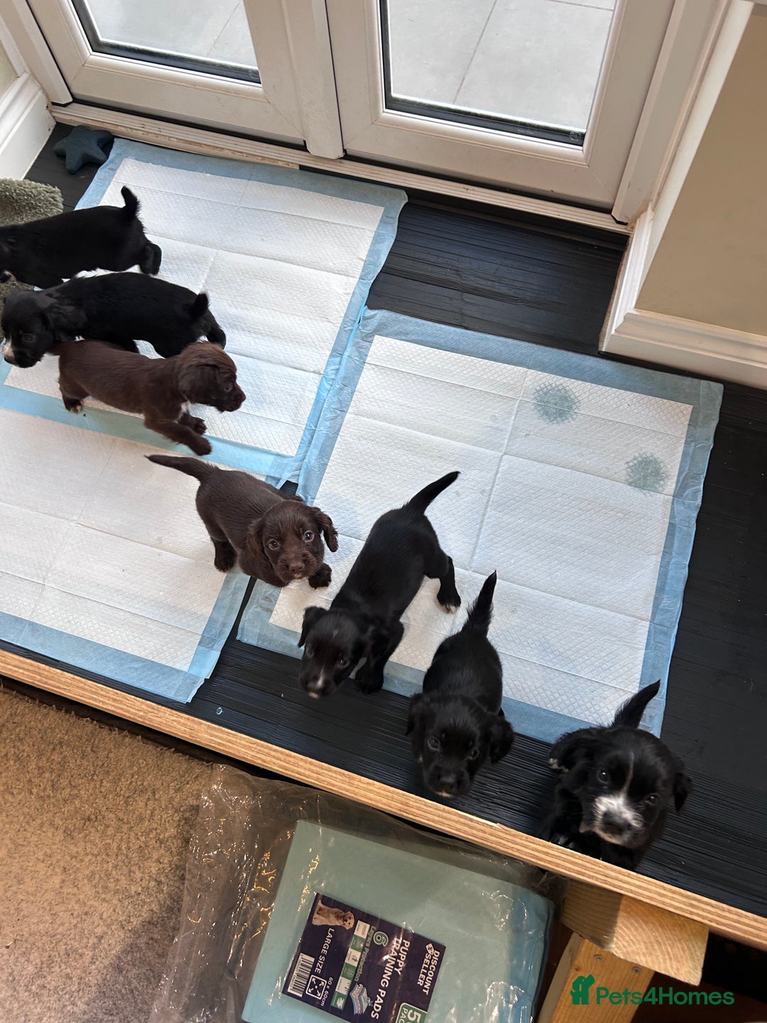 Sprocker dogs for sale: Sprocker spaniels F1 Ready 2nd October - Image 10