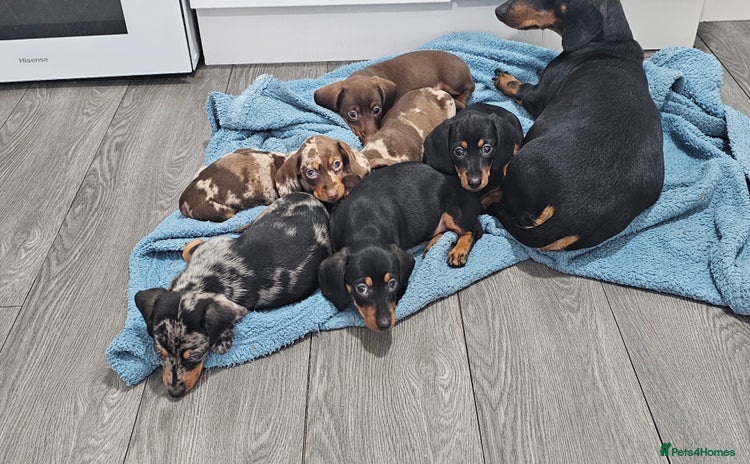 Miniature Dachshund dogs - Advert 4