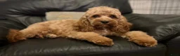 Cavapoo dogs for sale: Cavapoos Extensive DNA & Heart tested - Advert 38