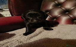 Cockerdor dogs for sale: Cockerdor Puppies looking for their forever homes. - Image 4