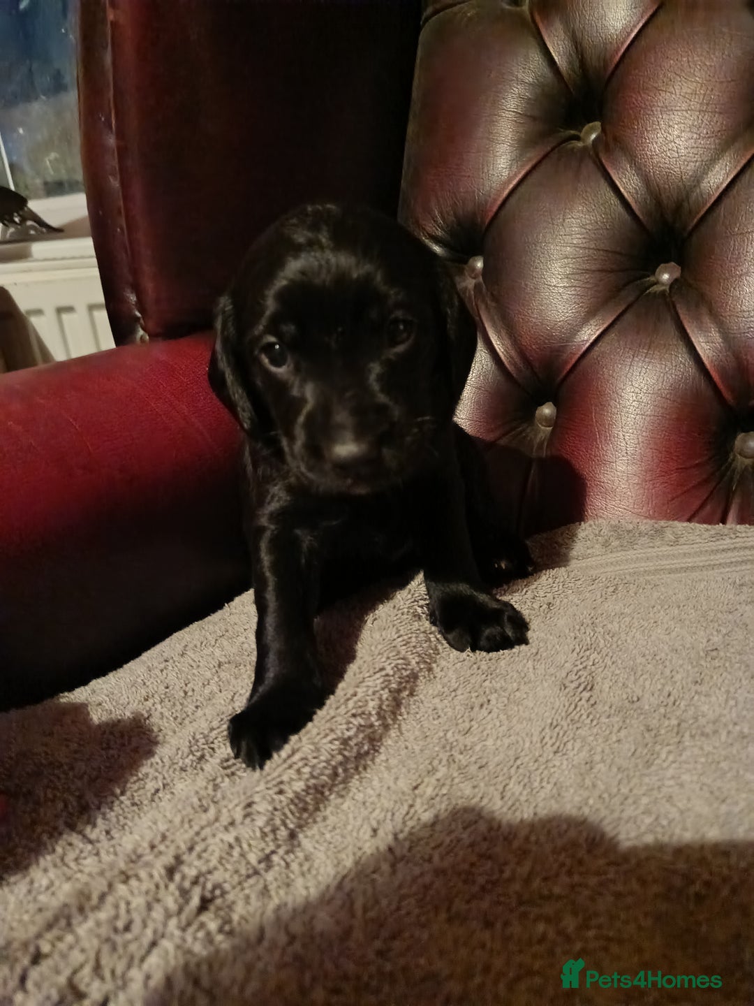 Cockerdor dogs for sale: Cockerdor Puppies looking for their forever homes. - Image 4