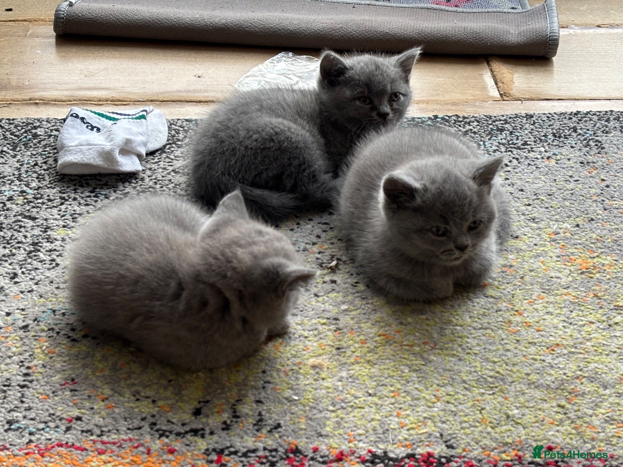 British Shorthair cats 3 stunning BSH Kittens  - Advert 2