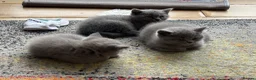 British Shorthair cats for sale: 3 stunning BSH Kittens  - Advert 3