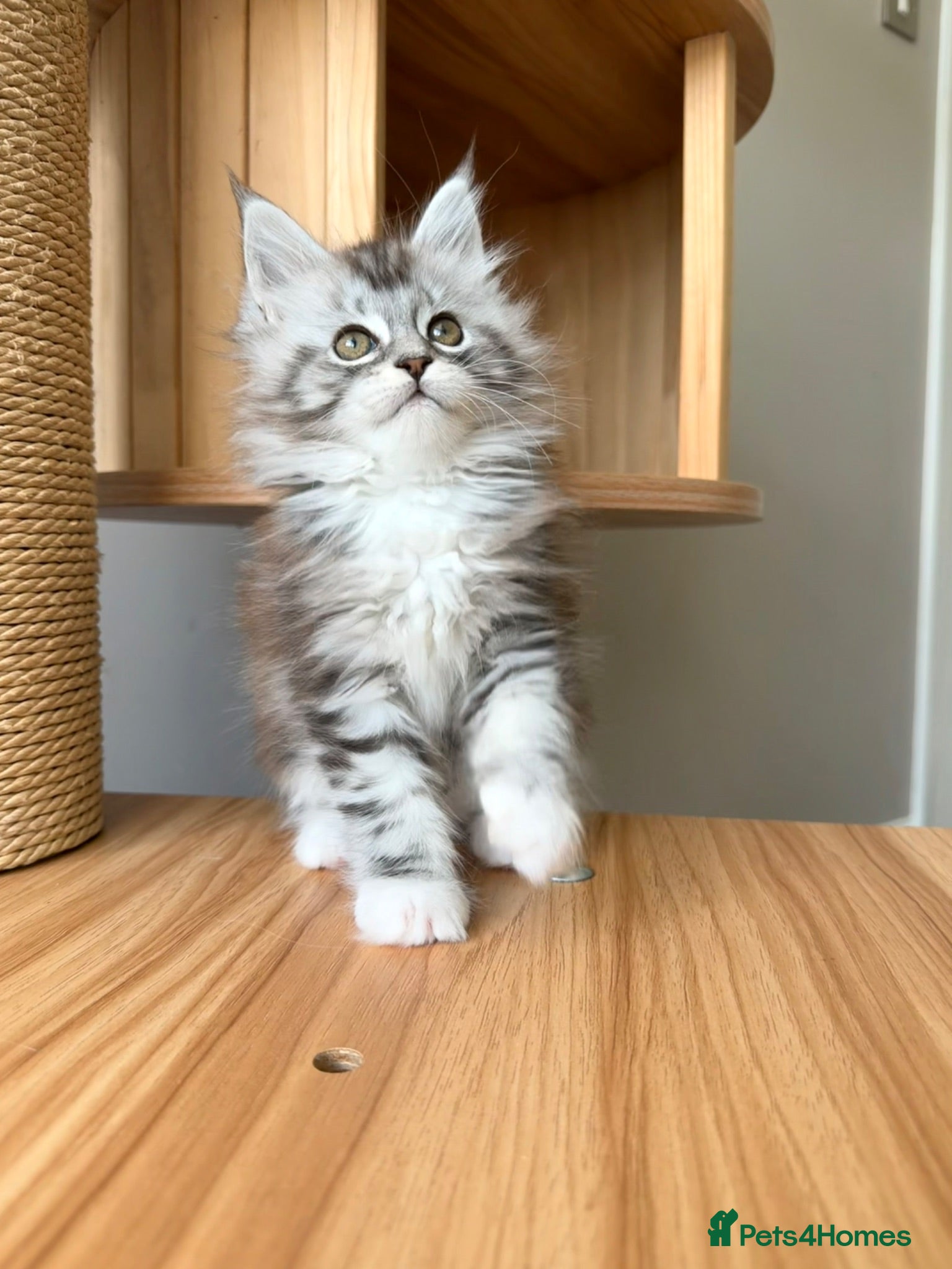 Maine Coon cats OUTSTANDING KITTENS! TICA Pedigree/Healthy/Vacc' - Advert 1