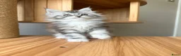 Maine Coon cats for sale: OUTSTANDING KITTENS! TICA Pedigree/Healthy/Vacc' - Advert 1