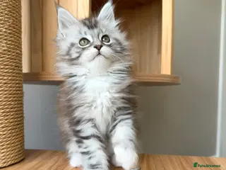 Maine Coon cats OUTSTANDING KITTENS! TICA Pedigree/Healthy/Vacc' - Advert 1