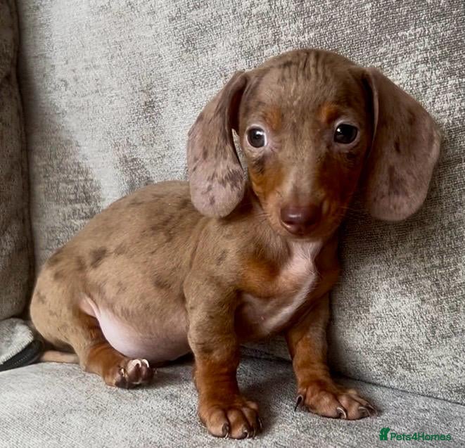 Miniature Dachshund dogs Miniature dachshund puppies  - Advert 5
