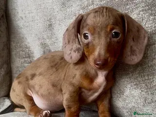 Miniature Dachshund dogs Miniature dachshund puppies - Advert 5