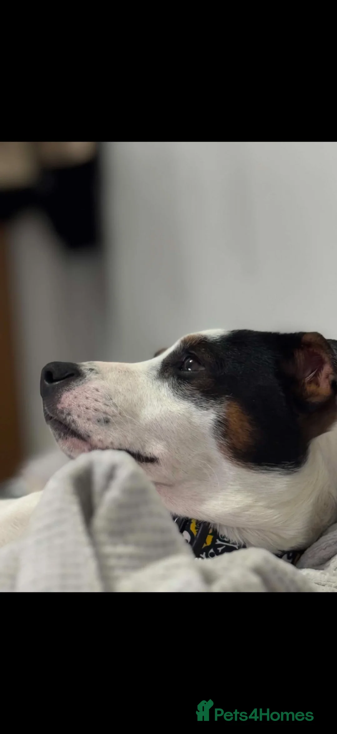 Mixed Breed dogs for sale: 🐾 Diego looking for his forever home 🐾 in Blackpool - Advert 1