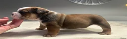 English Bulldog dogs for sale: Champion Jackarhys unwritten  - Advert 10