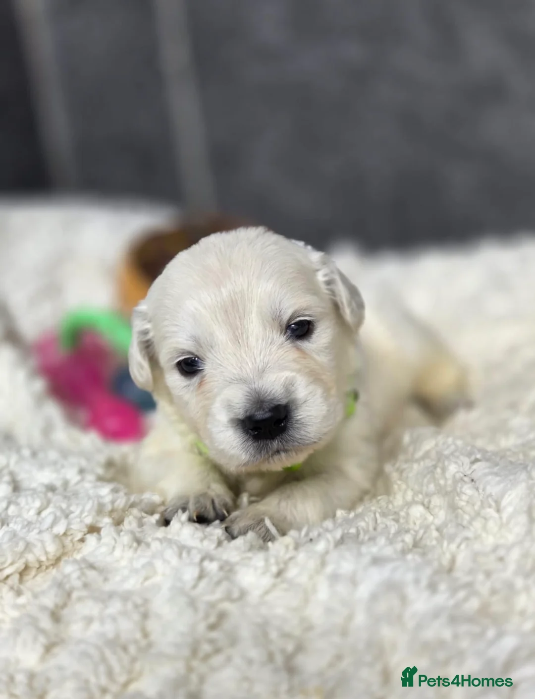 Golden Retriever dogs for sale: Beautiful kc golden retriever pups - Advert 26