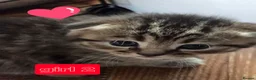 Scottish Fold cats for sale:  🥰Scottish folded in a beautiful colour - Advert 6