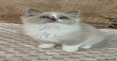 Ragdoll cats - Advert 15