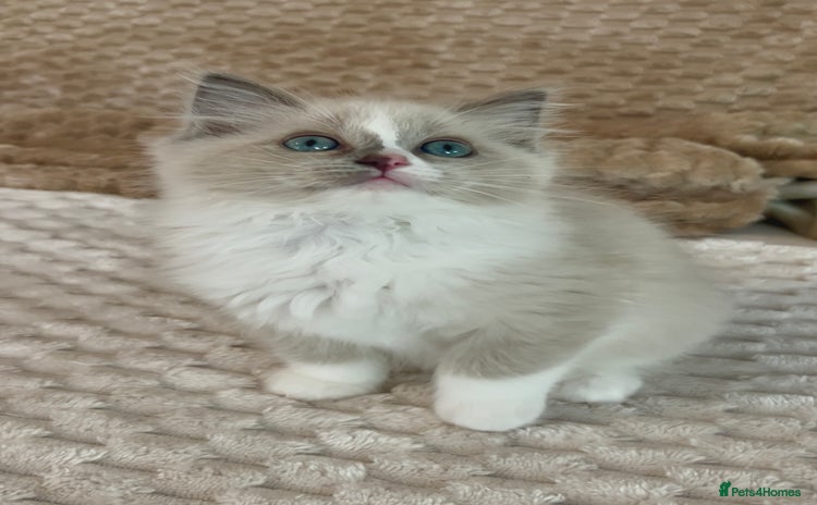 Ragdoll cats - Advert 9