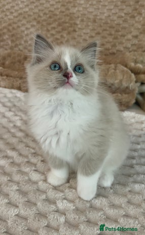 Ragdoll cats - Advert 9