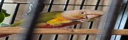 Parrots birds for sale: semi tame Pineapple canure Parrott   - Advert 3