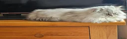 Persian cats for sale: Ready To Leave - Advert 2